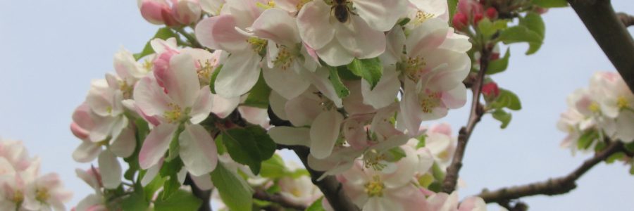 Rundgang zur Geschichte der Baumblüte